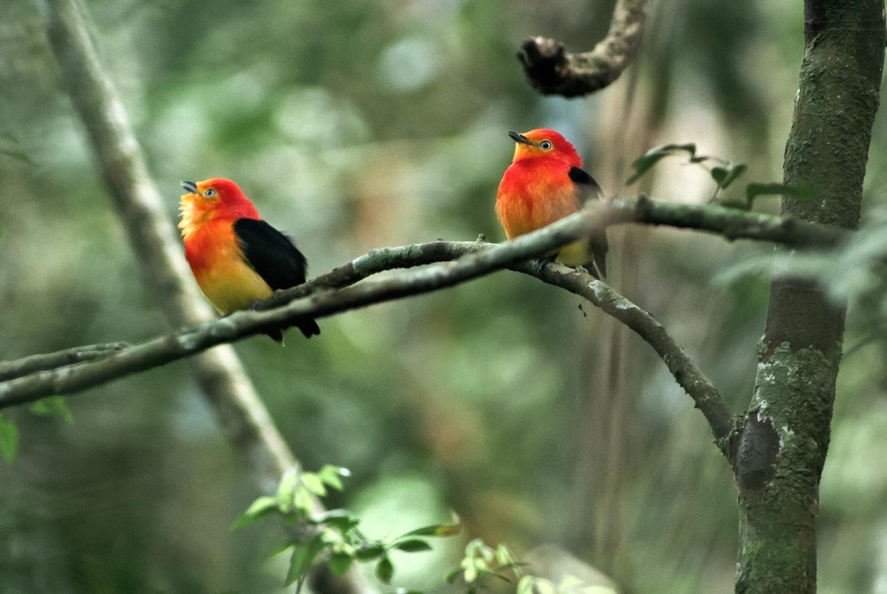 Yacutinga Lodge Puerto Iguazú Eksteriør bilde