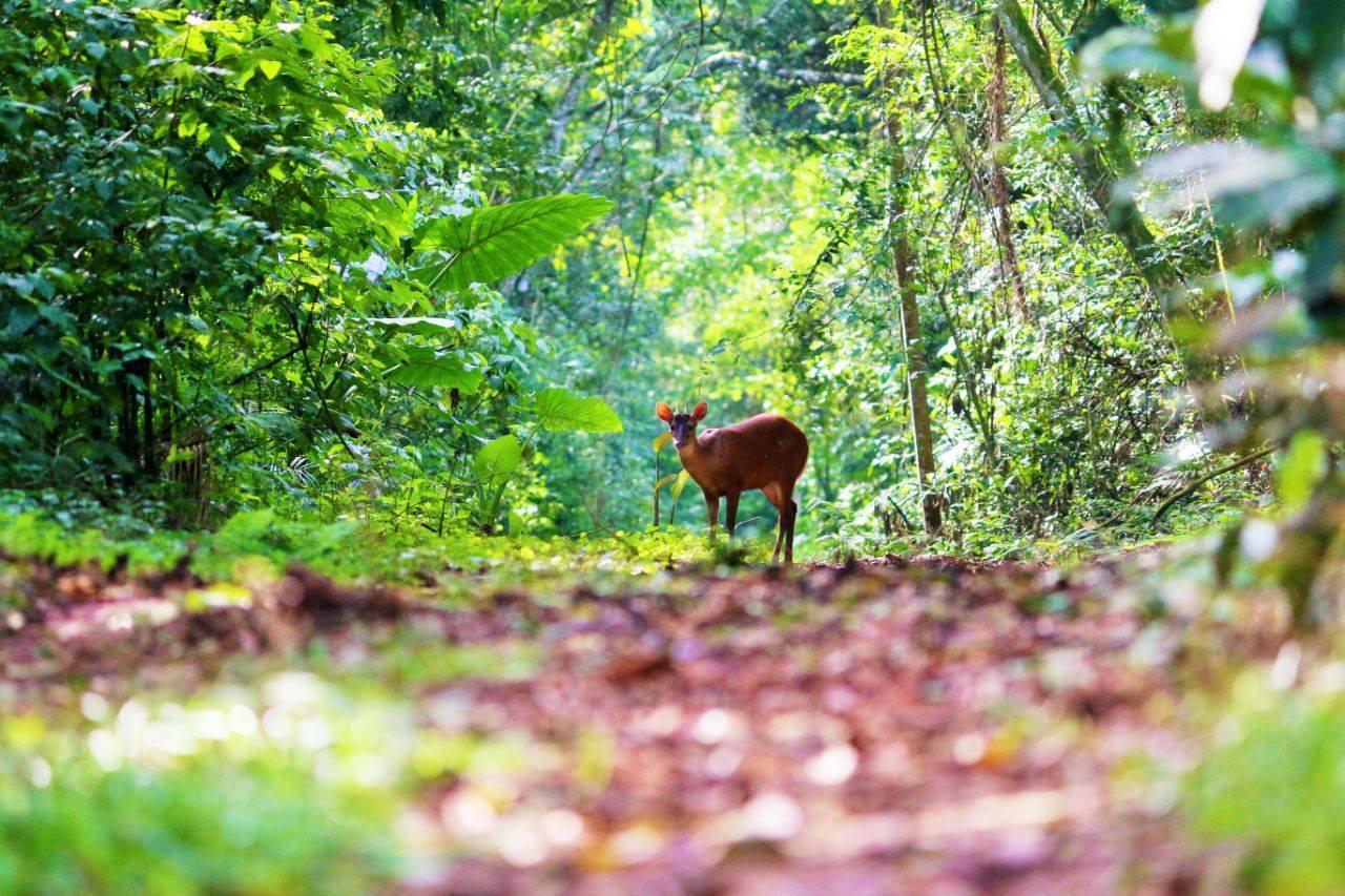 Yacutinga Lodge Puerto Iguazú Eksteriør bilde