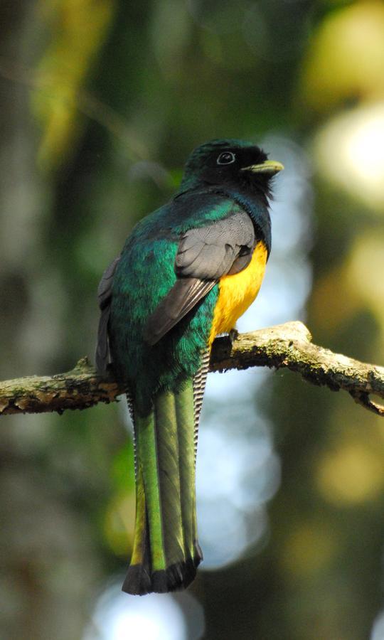 Yacutinga Lodge Puerto Iguazú Eksteriør bilde