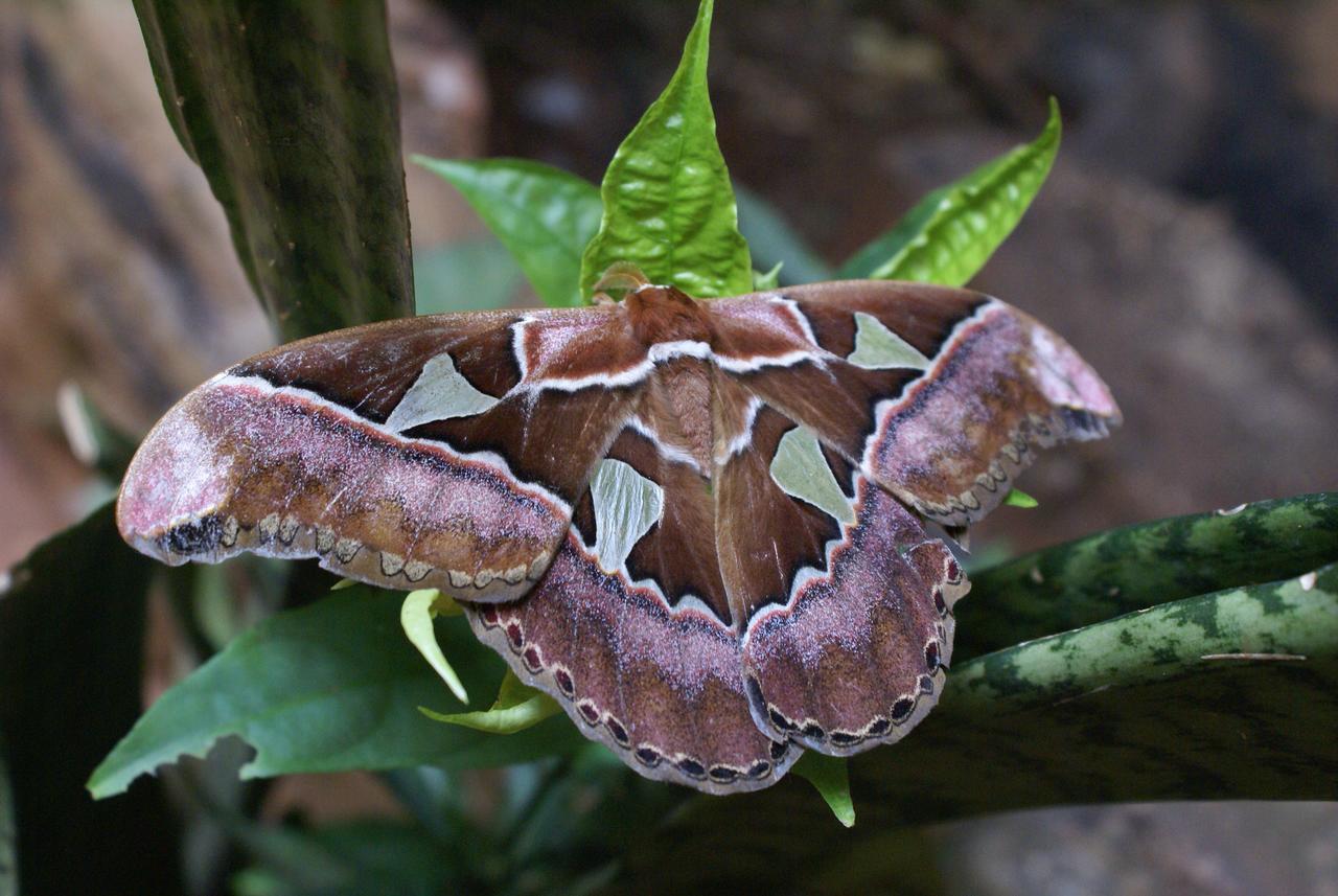 Yacutinga Lodge Puerto Iguazú Eksteriør bilde